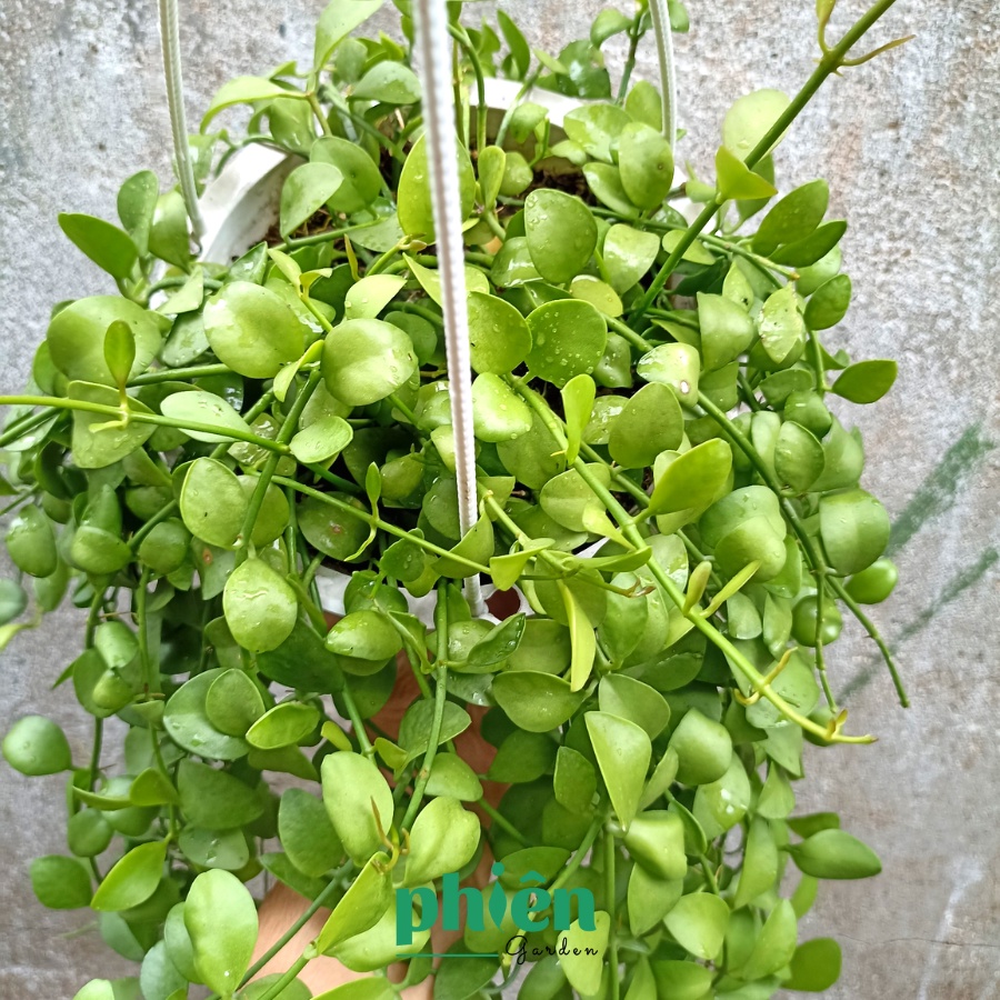 Cây Lan Hạt Dưa kèm chậu treo, Cây Lan Đô La lá rũ