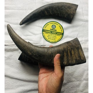 Sừng Trâu Thô Đặc