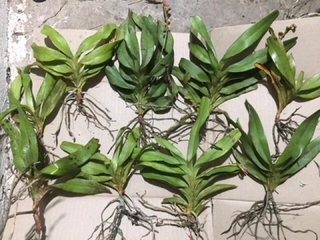 PHONG LAN TAM BẢO SẮC  (giò)