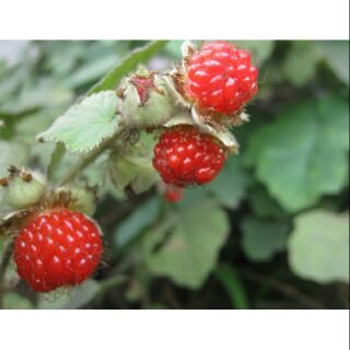 CÂY MÂM XÔI phơi khô