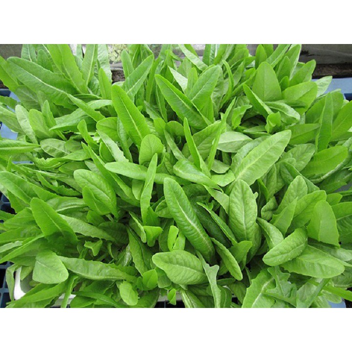 Hạt giống Rau Cải Nhíp - Gói 10 gram