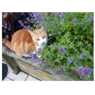 Hạt Giống Bạc Hà Mèo Catnip (Cỏ Mèo)