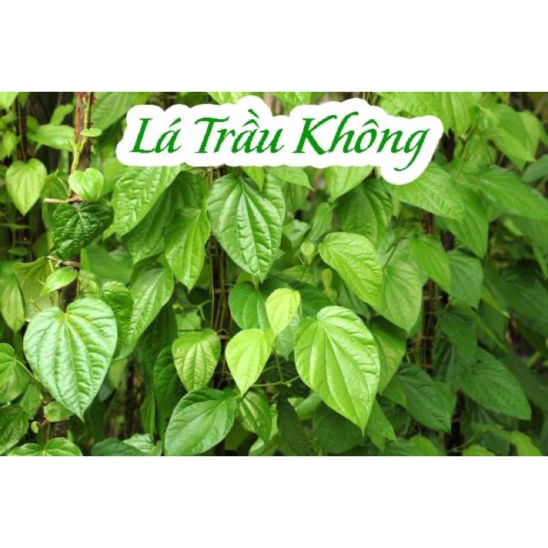 1KG LÁ TRẦU TƯƠI
