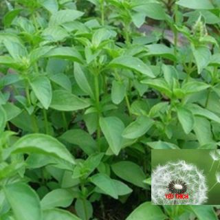 2g Hạt Giống Húng Thơm Trắng/ Rau É Trắng/ Rau Thơm Sả