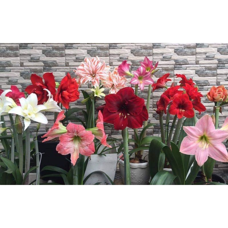 Củ lan huệ đỏ nhung, củ tươi đẹp, củ teen