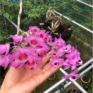 Ki LAN TRẦM TÍM LAI PHI ĐIỆP