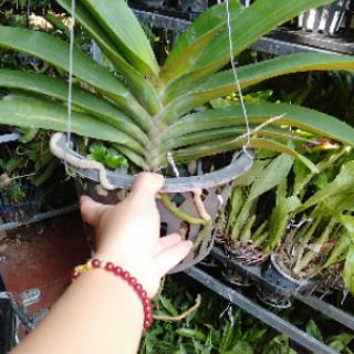 Hoa phong lan đai châu bò sữa khủng