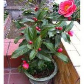 Cây Hoa Hải Đường lớn, cây to khỏe, đang nụ gửi đi nguyên bầu chơi tết , cây đẹp, giống chuẩn