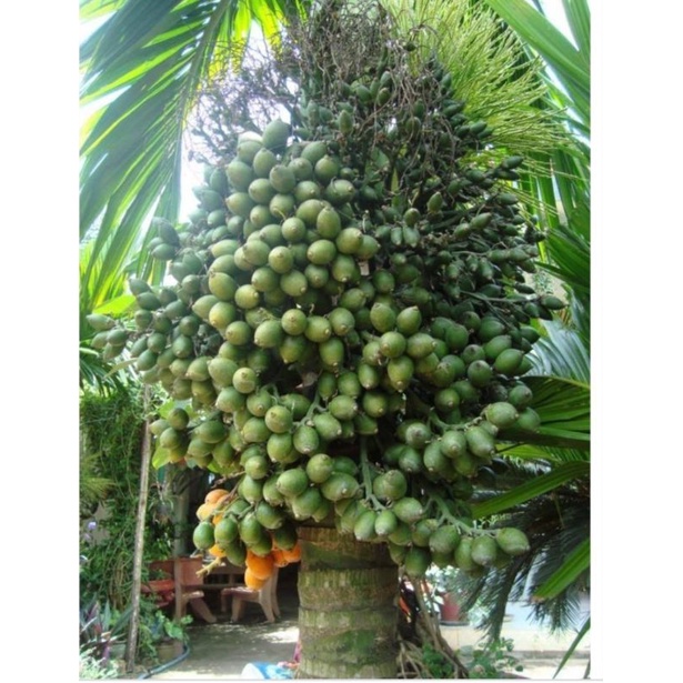 Cây cau ăn quả giống