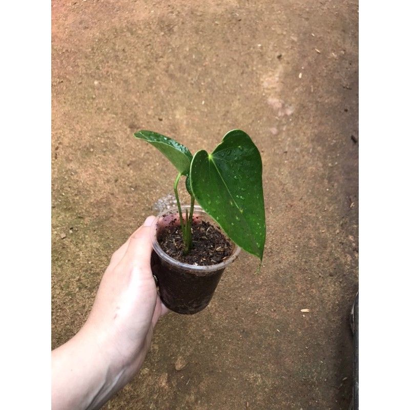 Chậu cứng tiểu hồng môn con
