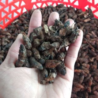 Củ Gấu (Cỏ Gấu, Hương Phụ) Khô 1KG