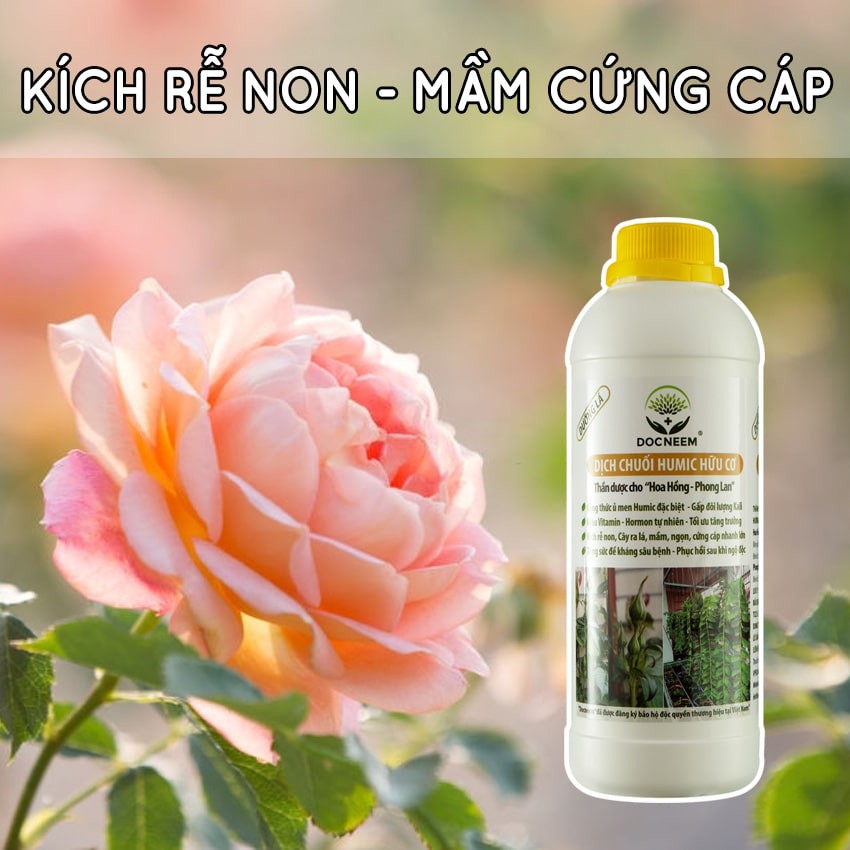 Phân bón dịch chuối DOCNEEM (chai 1 lít), bón lá, gốc, cho hoa lan, hoa hồng, cây cảnh, cây kiểng, trầu bà, monstera