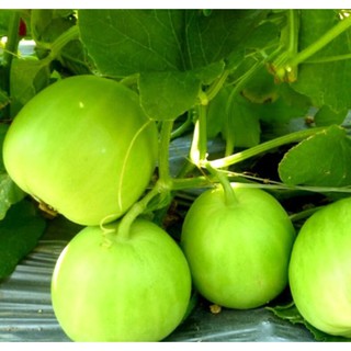 30h Hạt Giống Dưa Lê Siêu Ngọt (Cucumis melo)