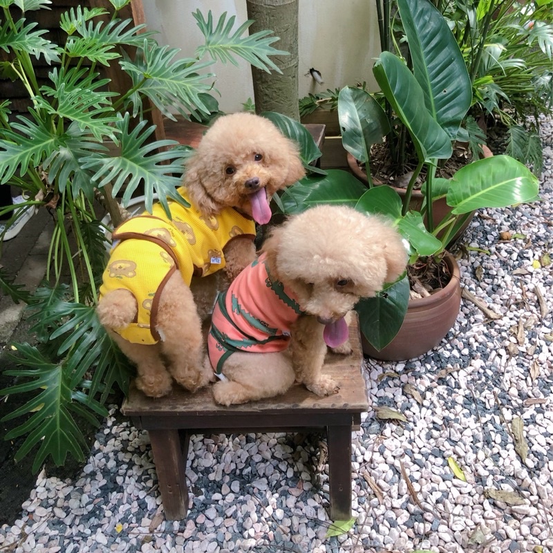 Quần sinh lý thú cưng unisex