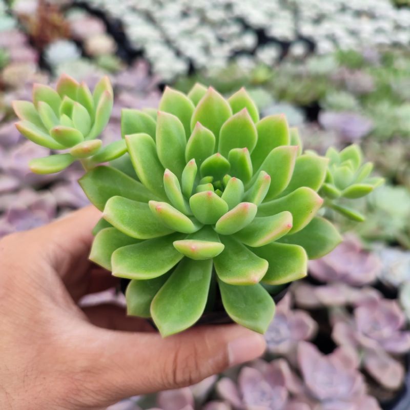 Sen Đá Mặt Trời Size 5-8cm, Sen Đá Vườn PANDAA GARDEN Xuất Xứ Đà Lạt Khoẻ Đẹp, Thích Nghi Mọi Khí Hậu, Lỗi 1 Đổi 1