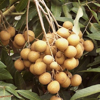 Nhãn ido siêu trái