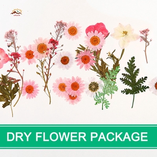 VN Hoa Ép Khô Dùng Trang Trí Diy