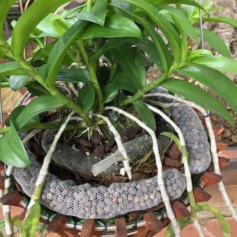 1kg phân dê đã qua xử lý