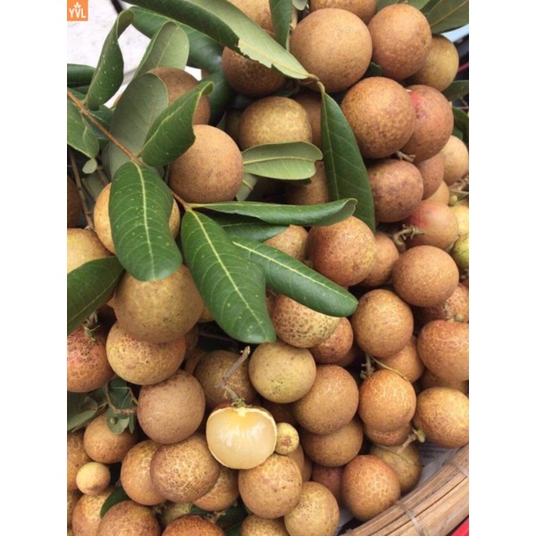 Nhãn xuồng cơm vàng, ngọt thơm