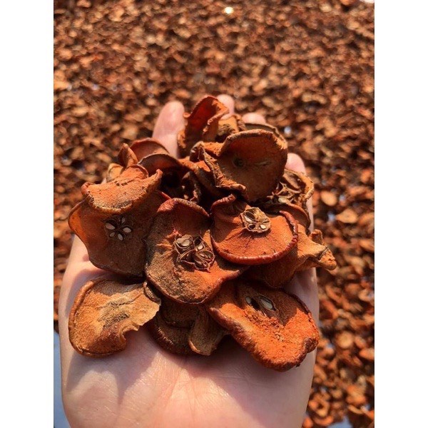 Táo mèo khô Yên Bái, đặc sản núi rừng Tây Bắc ngâm rượu cực ngon không chất bảo quản