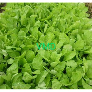 Hạt giống cải bẹ trắng ăn non