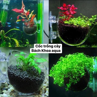 Cốc trồng cây thủy tinh