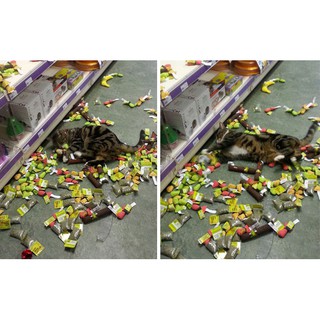 Cỏ bạc hà mèo Catnip 10gr