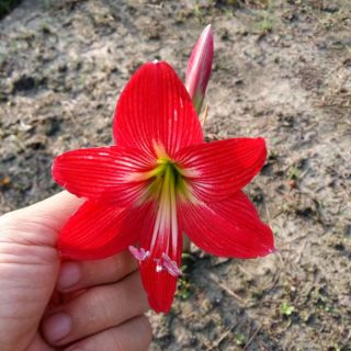 Củ hoa lan huệ đỏ cam