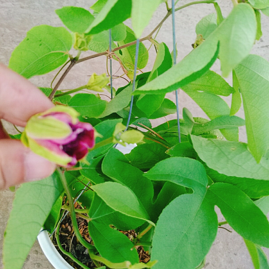 Cây Hoa Sao Biển  - cây cảnh đẹp - caykiengsadec
