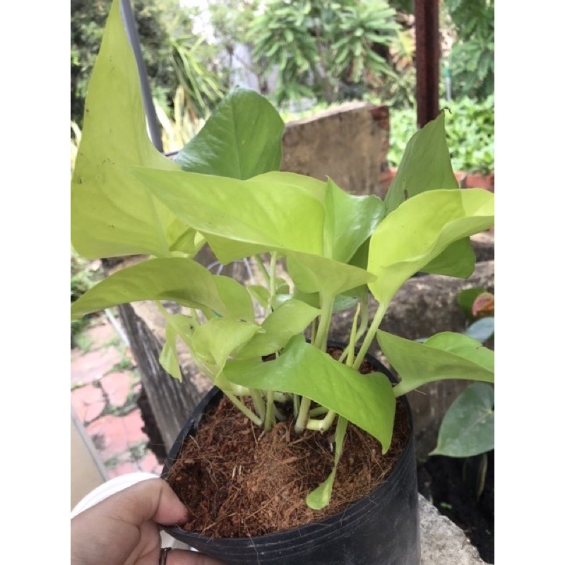 Trầu bà thái vàng/neon pothos