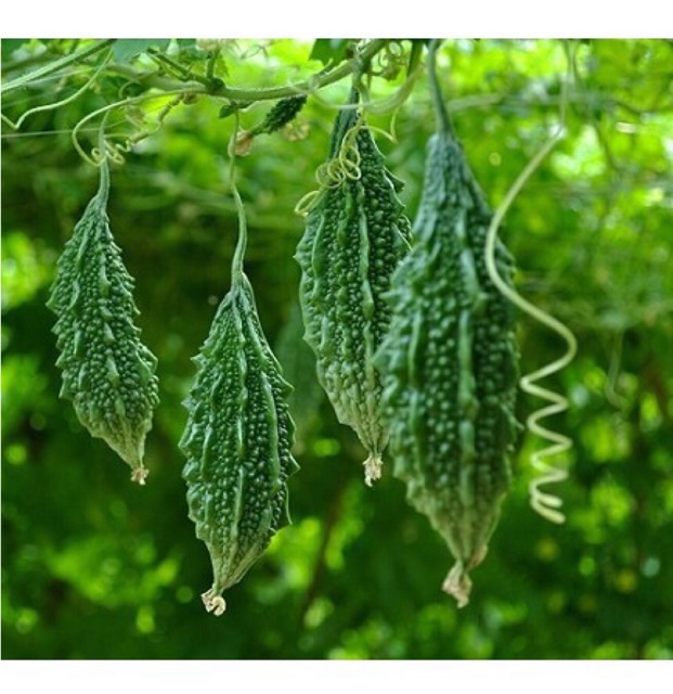 Hạt giống khổ qua rừng, khổ qua tí hon, khổ qua leo giàn