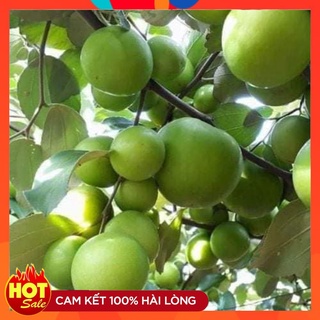 Cây Giống Táo Thái Lan ( 3 Cây ) Cây Ghép 12 Tháng Cho Quả