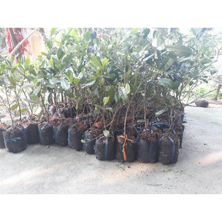 Cây giống Cà Na Thái