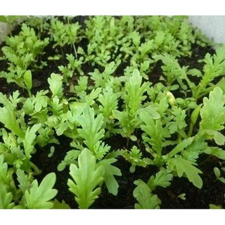 bộ 3 gói hạt giống cải cúc, tần ô