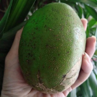 Cây cóc cầy loại trái to (3 trái/kg)-Cây hoa kiểng Đồng Tháp