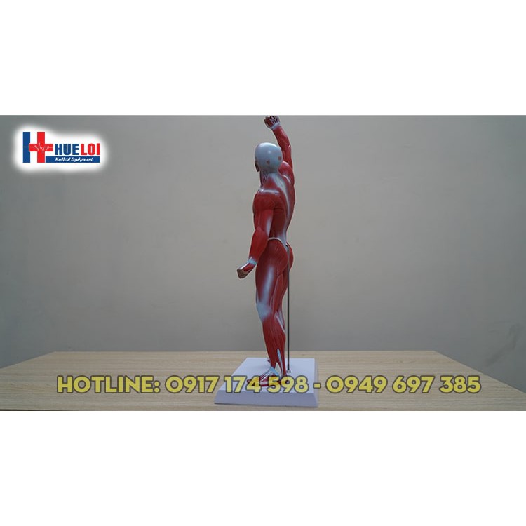 Mô hình giải phẫu tổng hợp lớp cơ nông
