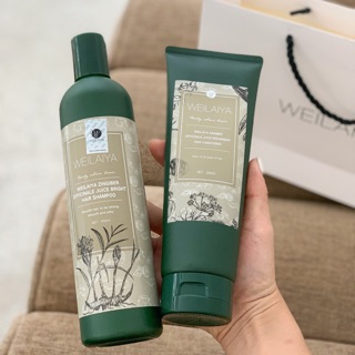 Bộ gội xả gừng tươi Weilaiya