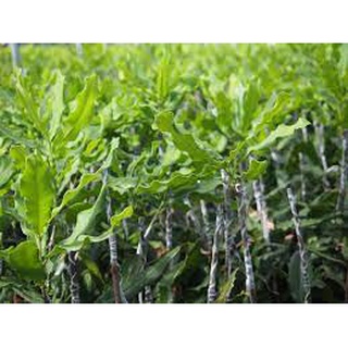 Giống Cây Macca Thuần Chủng