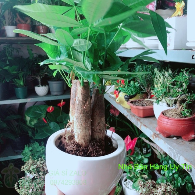 Chậu Cây Kim Ngân 3 Thân