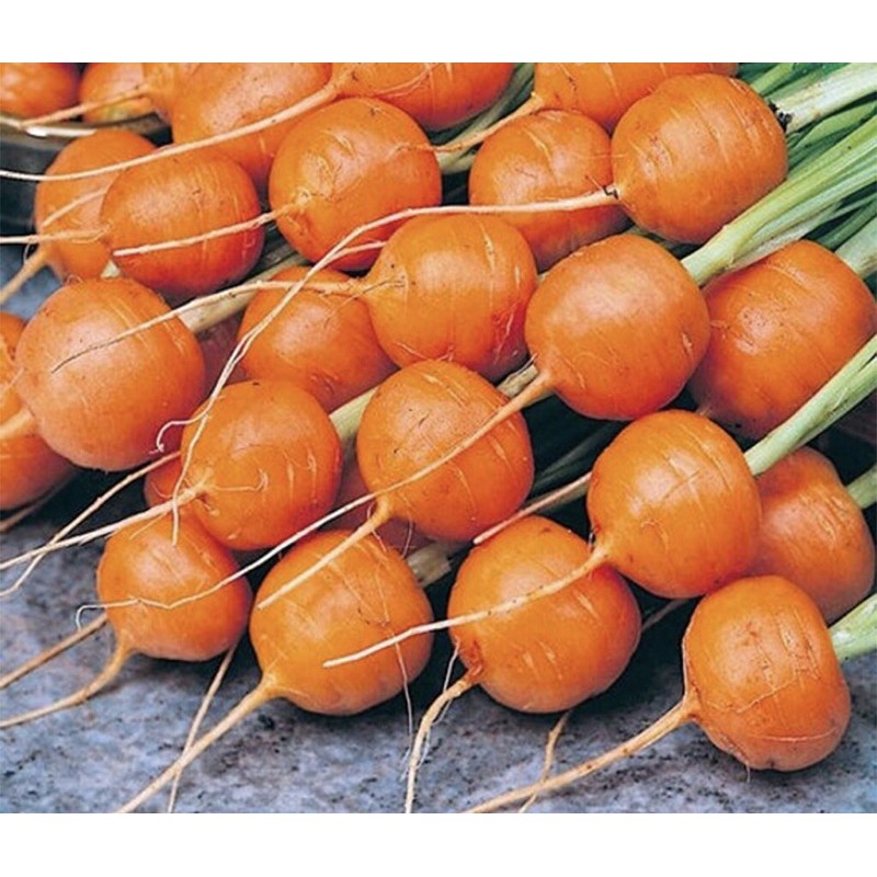 Hạt Giống Cà Rốt Củ Tròn Trồng Chậu | SL: 50 HẠT
