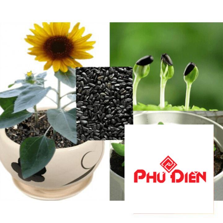 hạt giống hoa hướng dương vàng lùn 30 hạt TRỢ GIÁ