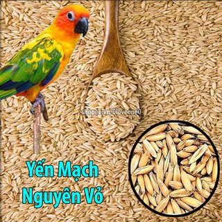 1kg Hạt Yến Mạch Nguyên Vỏ Cho Chim-Vẹt-Gà