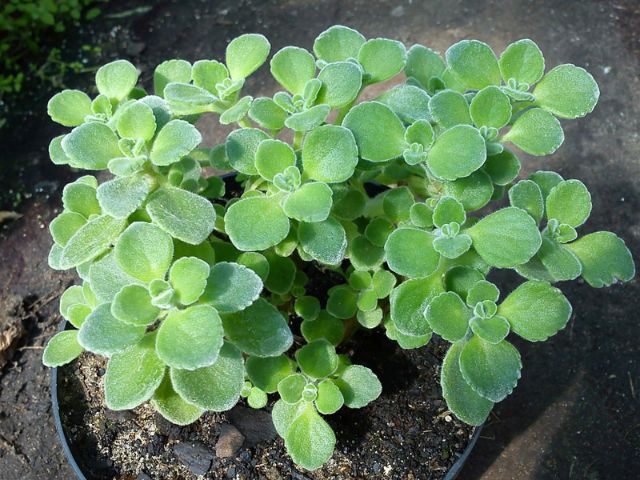 Cây nhất mạt hương- Hoa kiểng Nguyễn Lộc- Cây giống chất lượng cao