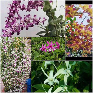 COMBO 3 cây giống dendro nắng thơm đủ màu, siêu hoa, hoa siêu thơm