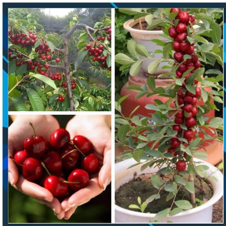 [BÁN CHẠY] cherry đỏ(anh đào) mỹ, dòng chịu nhiệt 15k 1 gói hạt giống/10 hạt