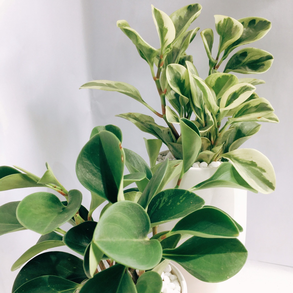 Cây Trường Sinh Xanh để bàn kèm chậu gốm tráng men