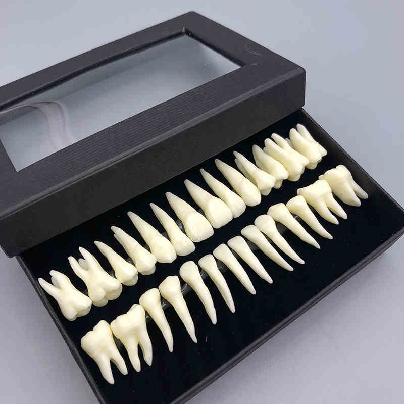 Mô hình răng nanh giả 28 răng cho nha sĩ