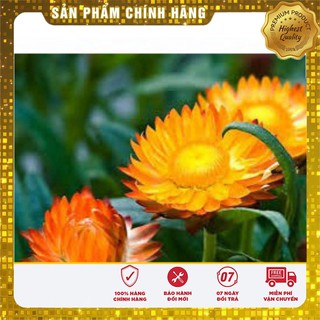 Hạt Giống Hoa Cúc Bất Tử(50 hạt)