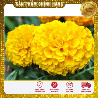 Hạt Giống Hoa Cúc Vạn Thọ Mỹ Mix -50 hạt
