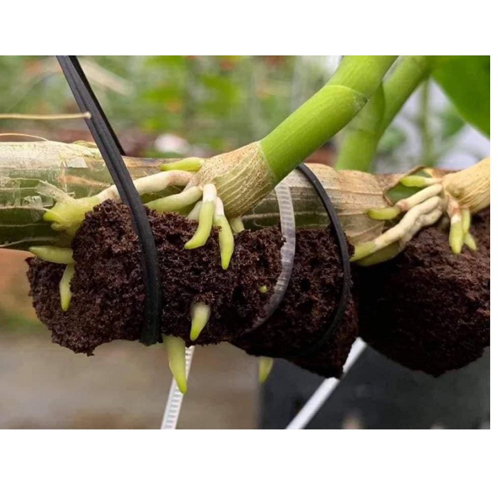 Set 5 viên mút ươm hữu cơ ROOT RIOT nhập khẩu Mỹ ROOT RIOT chuyên ươm hạt, giâm cành. ươm kie phong lan